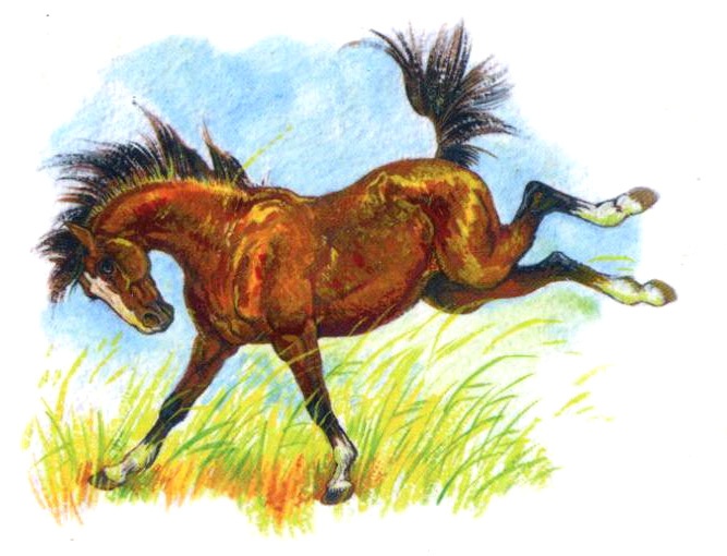 Васька Васька