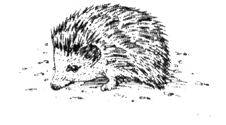 Зоопарк в моей квартире