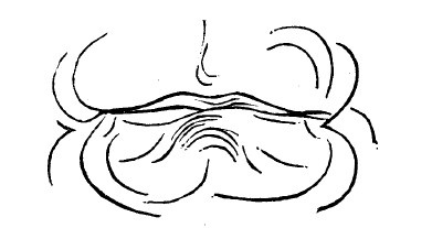 Физиогномика и выражение чувств Физиогномика и выражение чувств