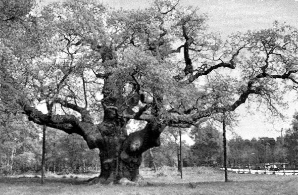 Робин Гуд Робин Гуд