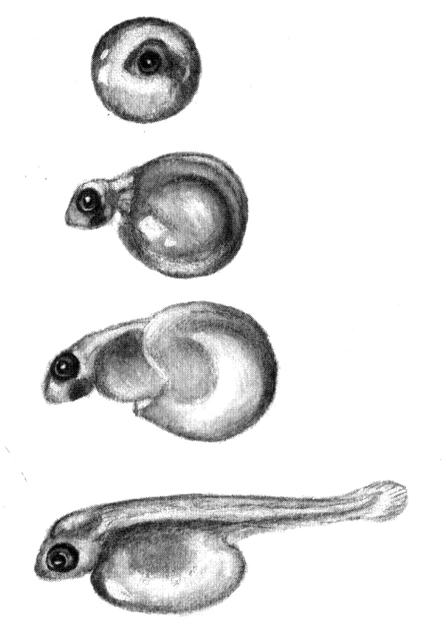 Приключения маленькой трески Приключения маленькой трески