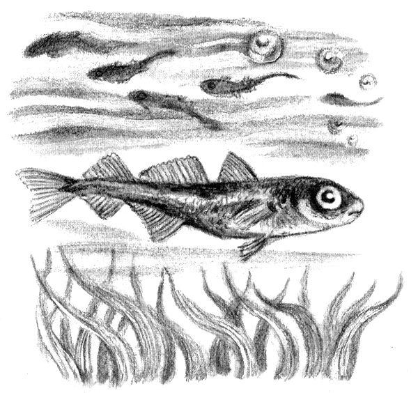 Приключения маленькой трески