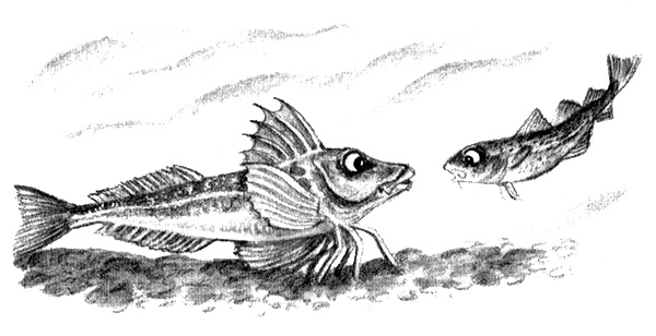 Приключения маленькой трески Приключения маленькой трески