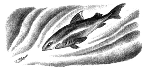 Приключения маленькой трески Приключения маленькой трески