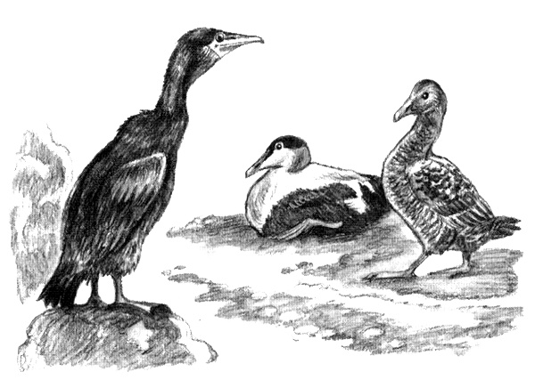 Приключения маленькой трески Приключения маленькой трески