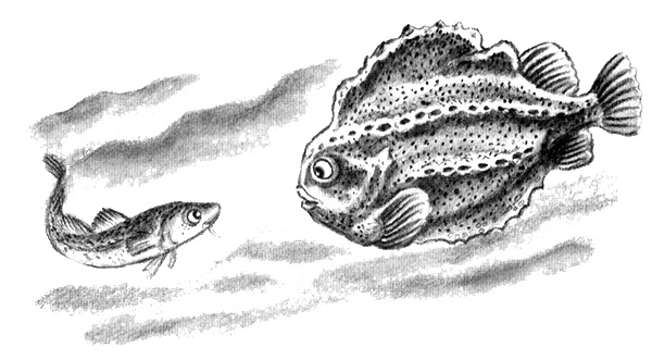 Приключения маленькой трески Приключения маленькой трески