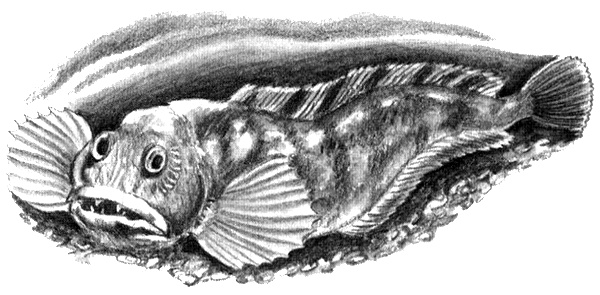 Приключения маленькой трески Приключения маленькой трески