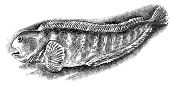 Приключения маленькой трески Приключения маленькой трески