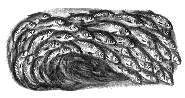 Приключения маленькой трески Приключения маленькой трески