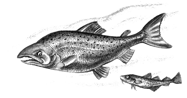 Приключения маленькой трески Приключения маленькой трески