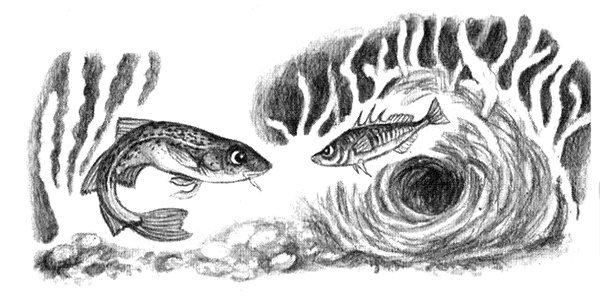 Приключения маленькой трески Приключения маленькой трески