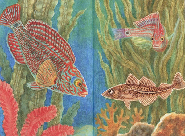 Приключения маленькой трески Приключения маленькой трески