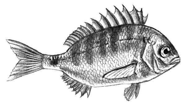 Приключения маленькой трески Приключения маленькой трески