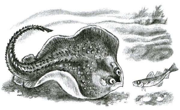 Приключения маленькой трески Приключения маленькой трески