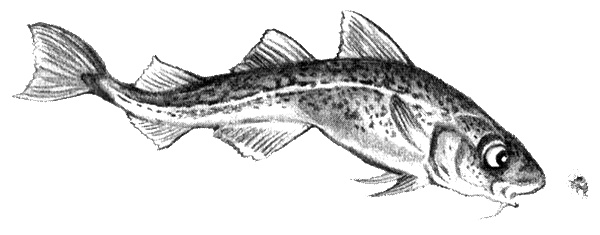 Приключения маленькой трески Приключения маленькой трески