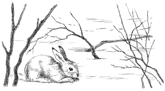 Лесные разведчики Лесные разведчики