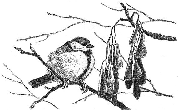 Лесные разведчики Лесные разведчики