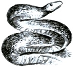 Под крыльцом Под крыльцом