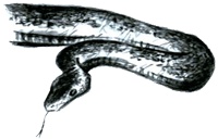 Под крыльцом Под крыльцом