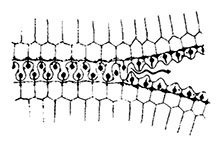 Планиверсум. Виртуальный контакт с двухмерным миром Планиверсум. Виртуальный контакт с двухмерным миром
