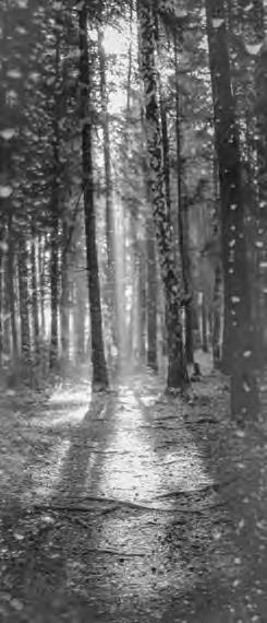 Проза Дождя Проза Дождя