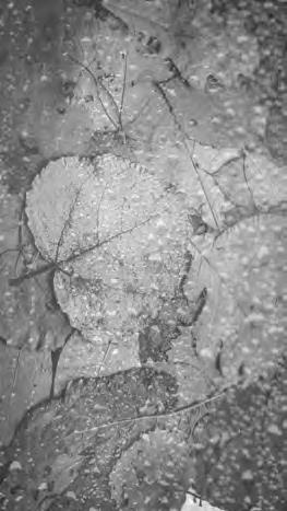 Проза Дождя Проза Дождя