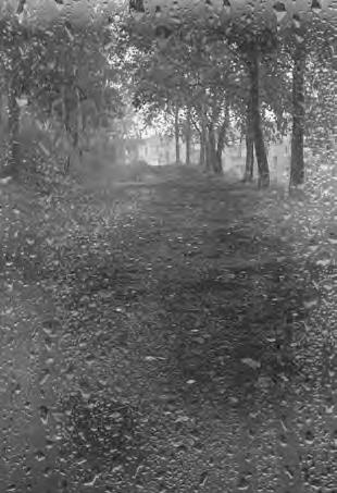 Проза Дождя Проза Дождя