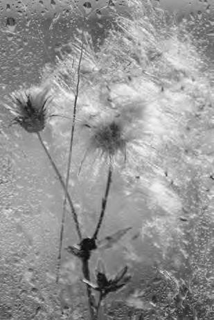 Проза Дождя Проза Дождя