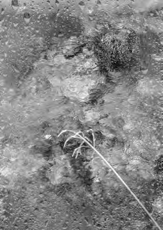 Проза Дождя Проза Дождя