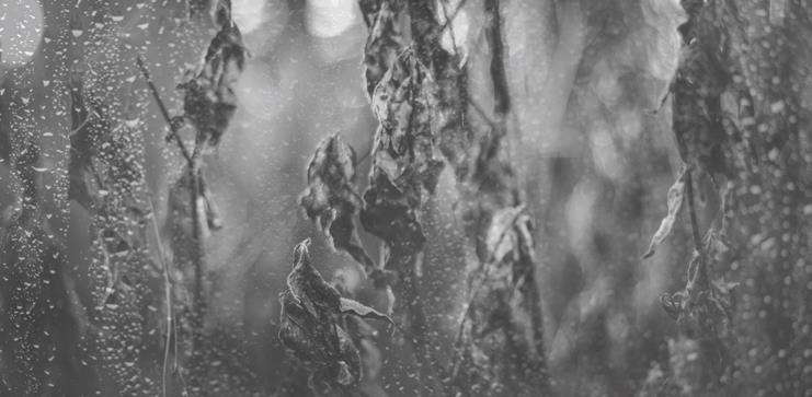 Проза Дождя Проза Дождя