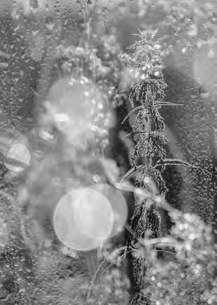 Проза Дождя Проза Дождя