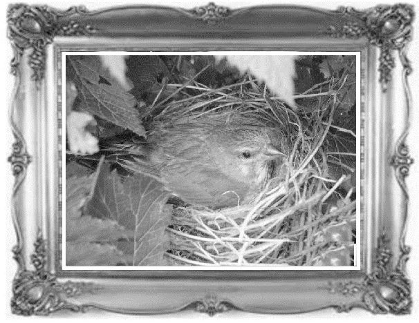 Жил-был воробей, или Зачем нужно ходить в школу Жил-был воробей, или Зачем нужно ходить в школу