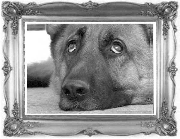 Жил-был воробей, или Зачем нужно ходить в школу Жил-был воробей, или Зачем нужно ходить в школу