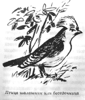 Томек среди охотников за человеческими головами Томек среди охотников за человеческими головами