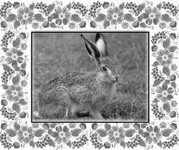 Почемучкины сказки Почемучкины сказки