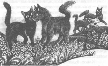 Обещание Метеора. Западня