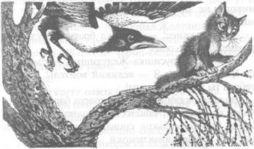 Обещание Метеора. Западня Обещание Метеора. Западня