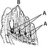 Здоровые стопы Здоровые стопы