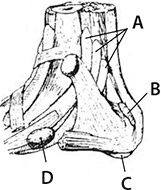 Здоровые стопы Здоровые стопы