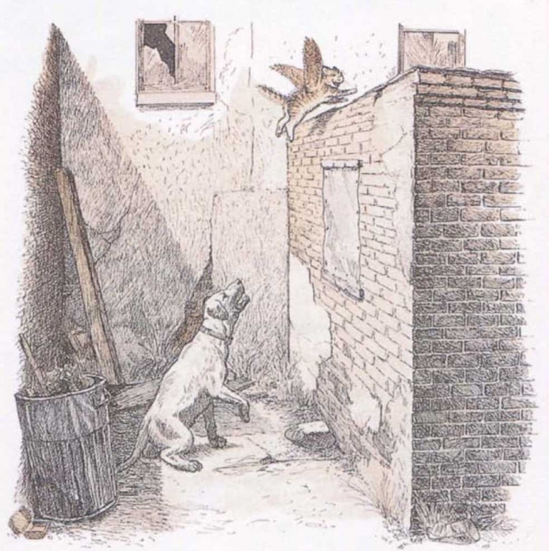 Крылатые кошки Крылатые кошки