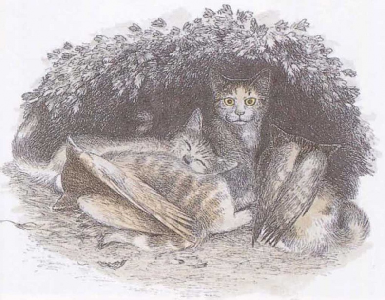 Крылатые кошки Крылатые кошки