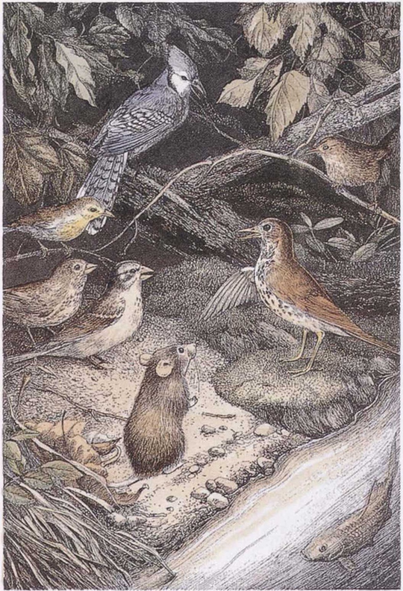 Крылатые кошки Крылатые кошки