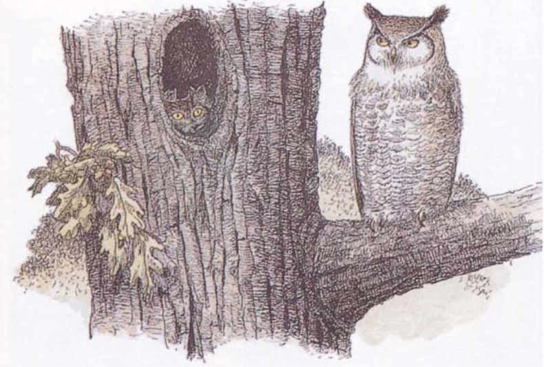 Крылатые кошки Крылатые кошки