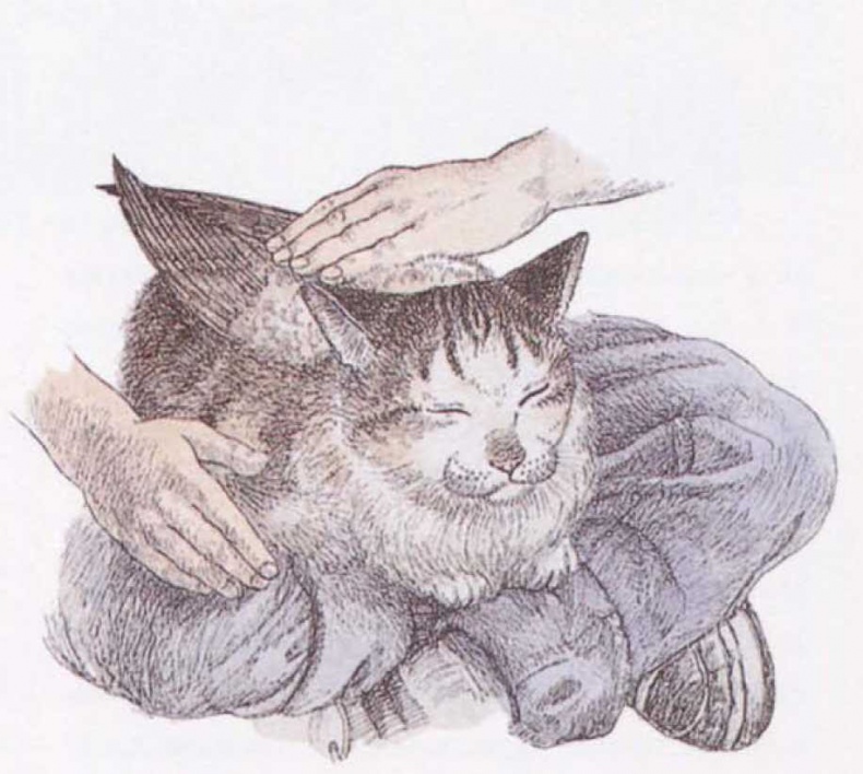 Крылатые кошки Крылатые кошки