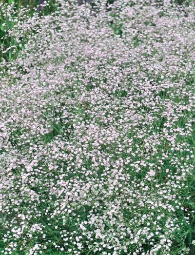 Миллион растений для вашего сада