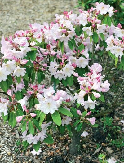 Миллион растений для вашего сада