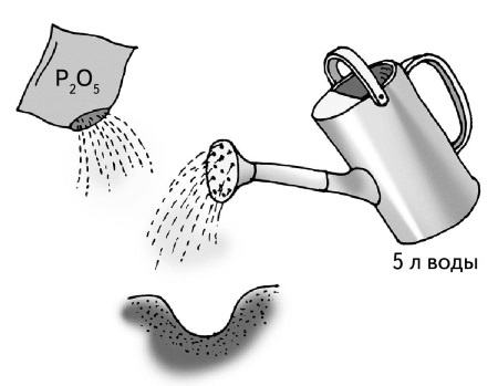 Иллюстрированная энциклопедия огородника для новичков Иллюстрированная энциклопедия огородника для новичков