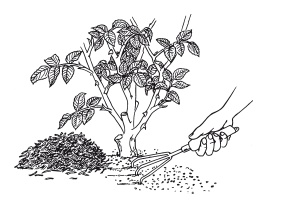 Урожай без хлопот. Сад, цветник и огород Урожай без хлопот. Сад, цветник и огород