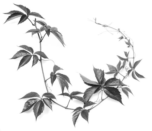 Цветник для ленивых. Цветы от последнего снега до первых морозов Цветник для ленивых. Цветы от последнего снега до первых морозов