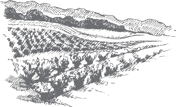 Виноград без труда Виноград без труда